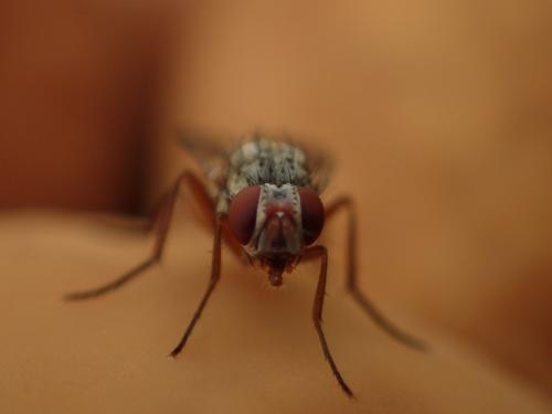 Pegomya sp.
